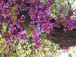 purple-flower-friendly-tree.jpg