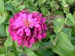 Download voilet-flower-bud image in ...