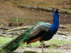 Proud and Standing Peacock.